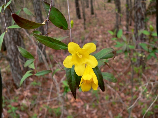 {Gelsemium sempervirens}